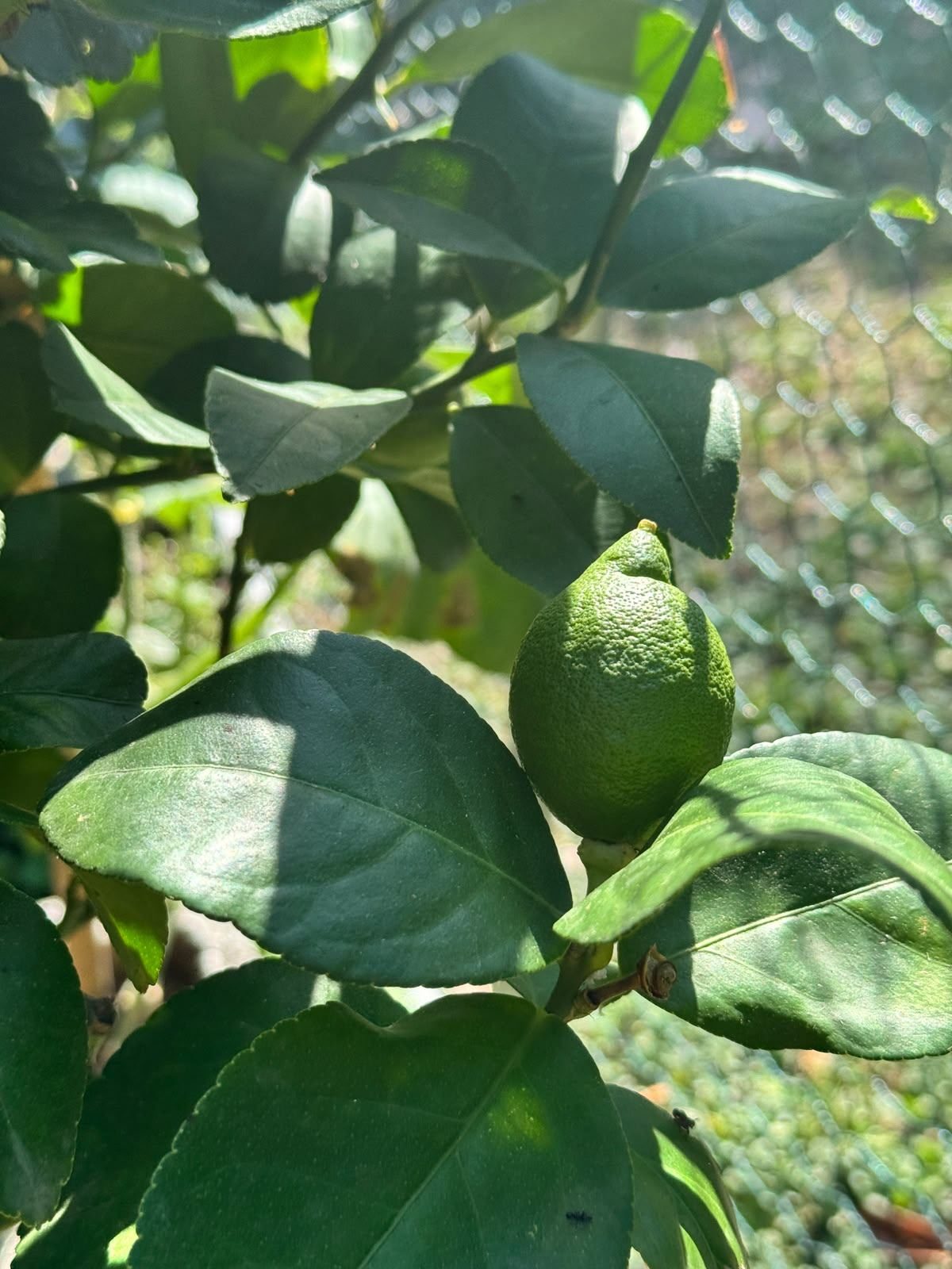 Limone sulla pianta