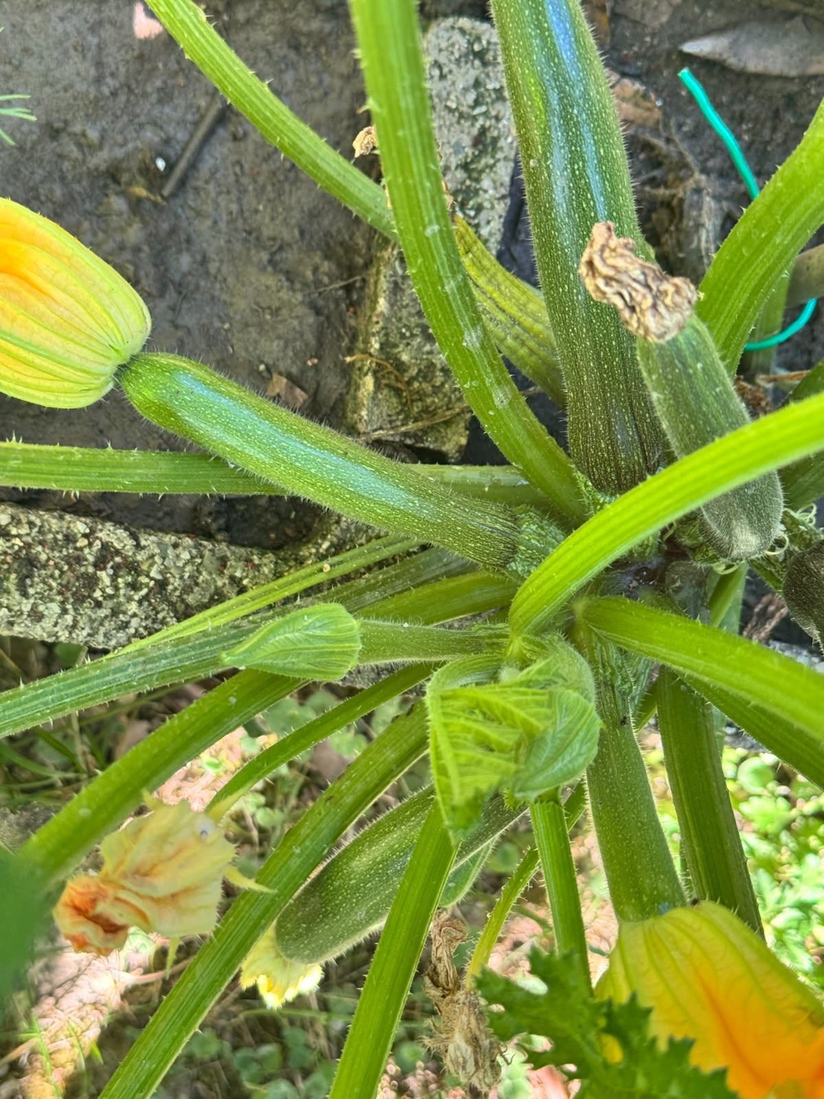 Fiori e zucchine sulla pianta nell'orto